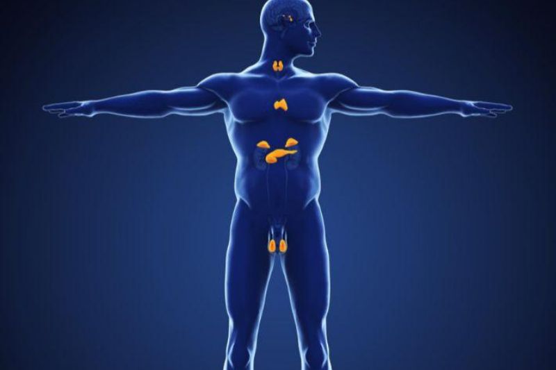 Medical illustration representing human physiology and hormonal regulation