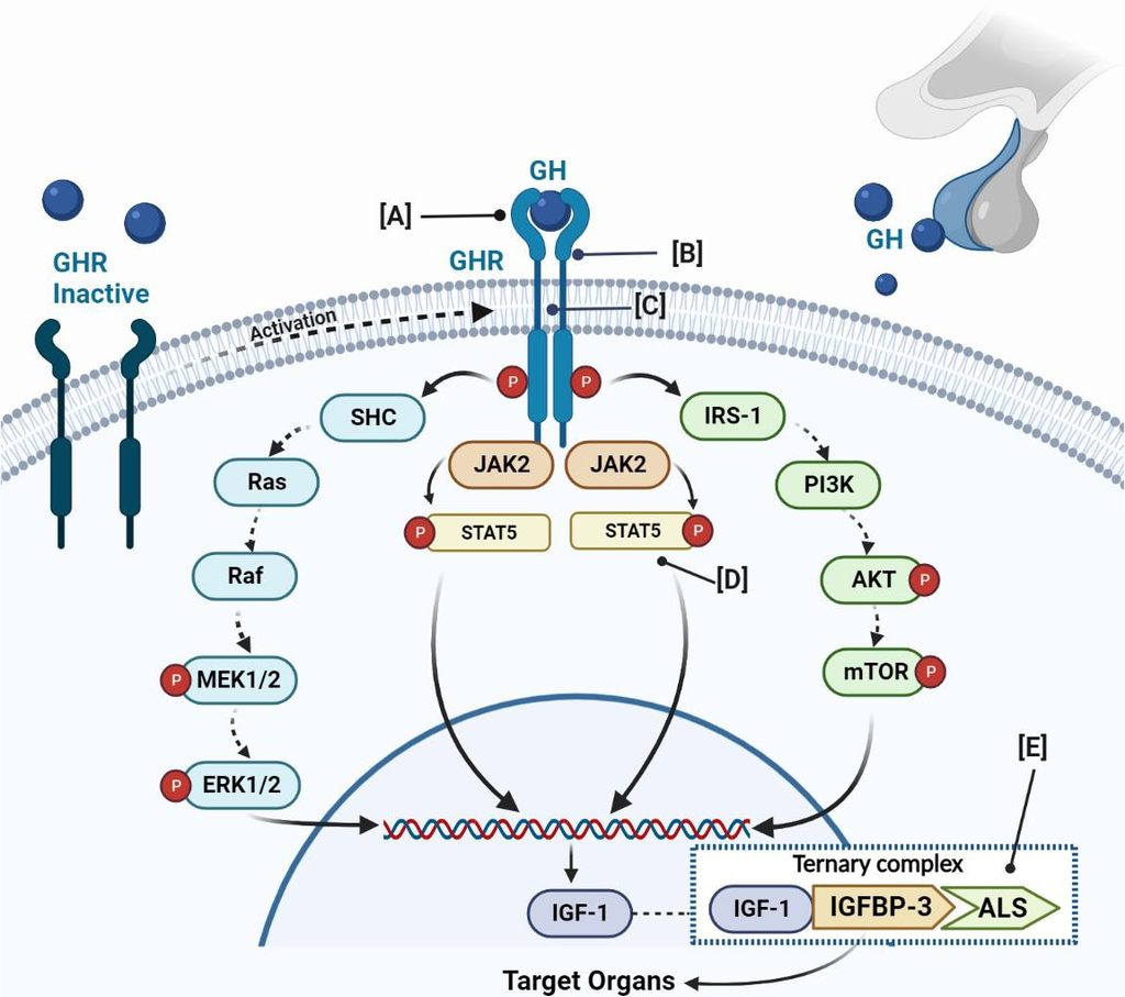 Scientific illustration of growth hormone and IGF-1 signaling related to somatropin